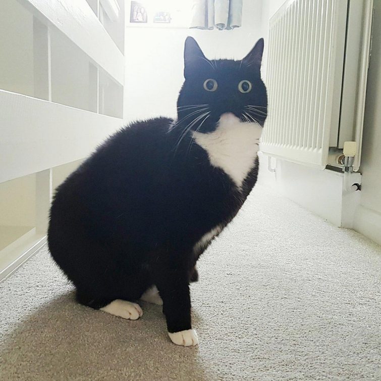 Кошка, которая в шоке от всего