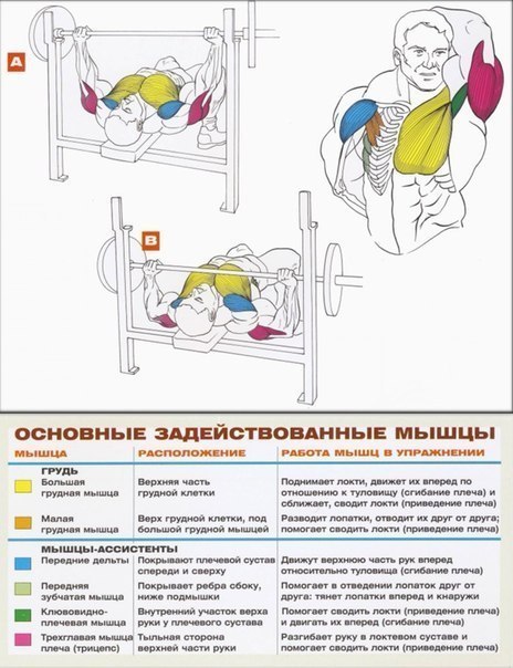 Качаем грудь: анатомия + основные упражнения!