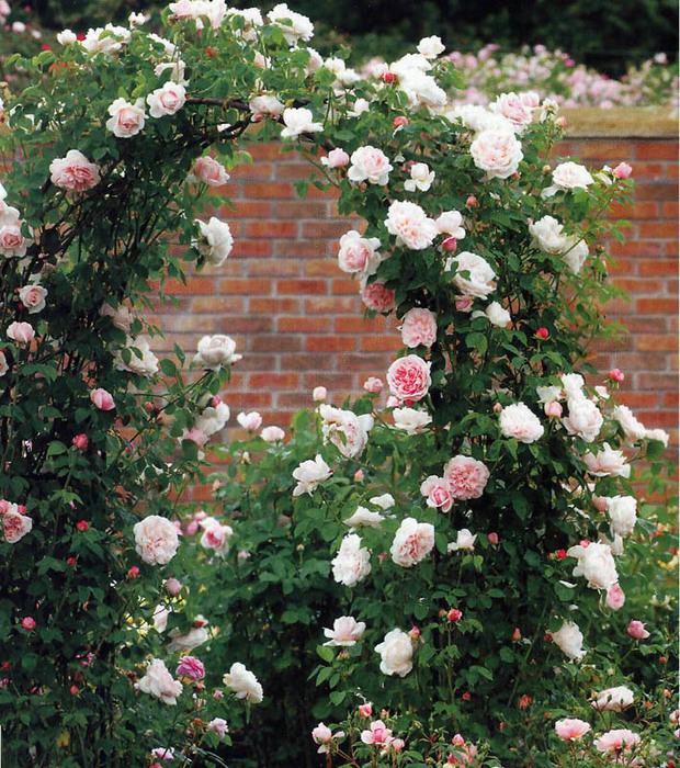 4497432_13r (620x700, 233Kb)