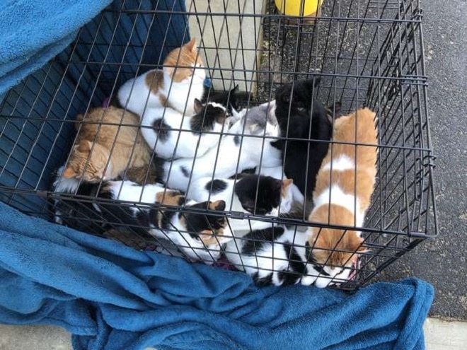 Коты в стальной клетке Коты в клетке