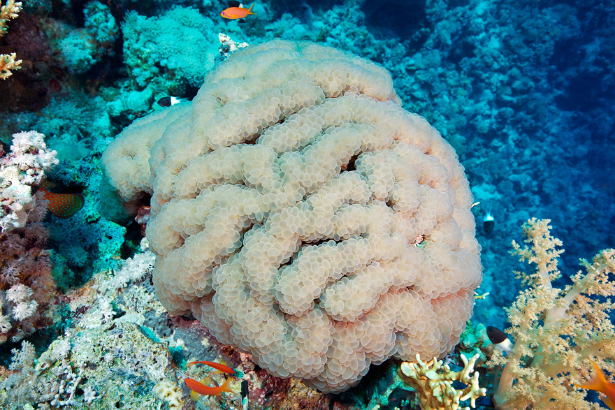 Подводный мир Красного моря Подводный мир Красного моря