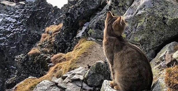 кошка очутилась в горах кошка в горах