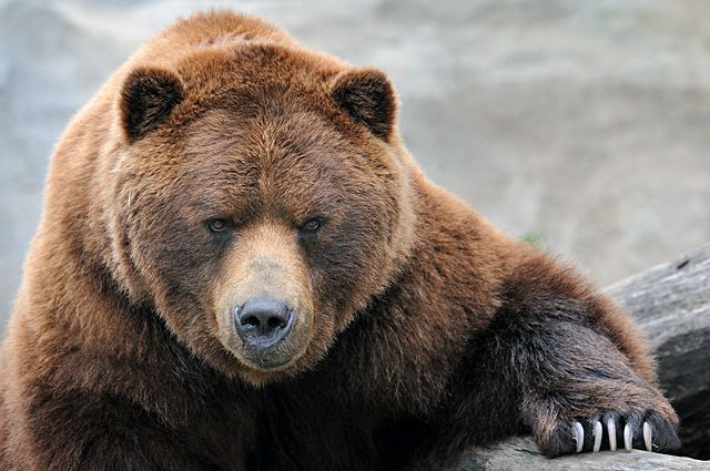 Оккупацию, ребята, еще надо заслужить... Оккупацию, ребята, еще надо заслужить...