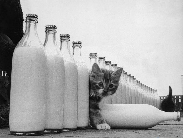 Гениальные фотографии пионера фотожурналистики Курта Хаттона Гениальные фотографии пионера фотожурналистики Курта Хаттона
