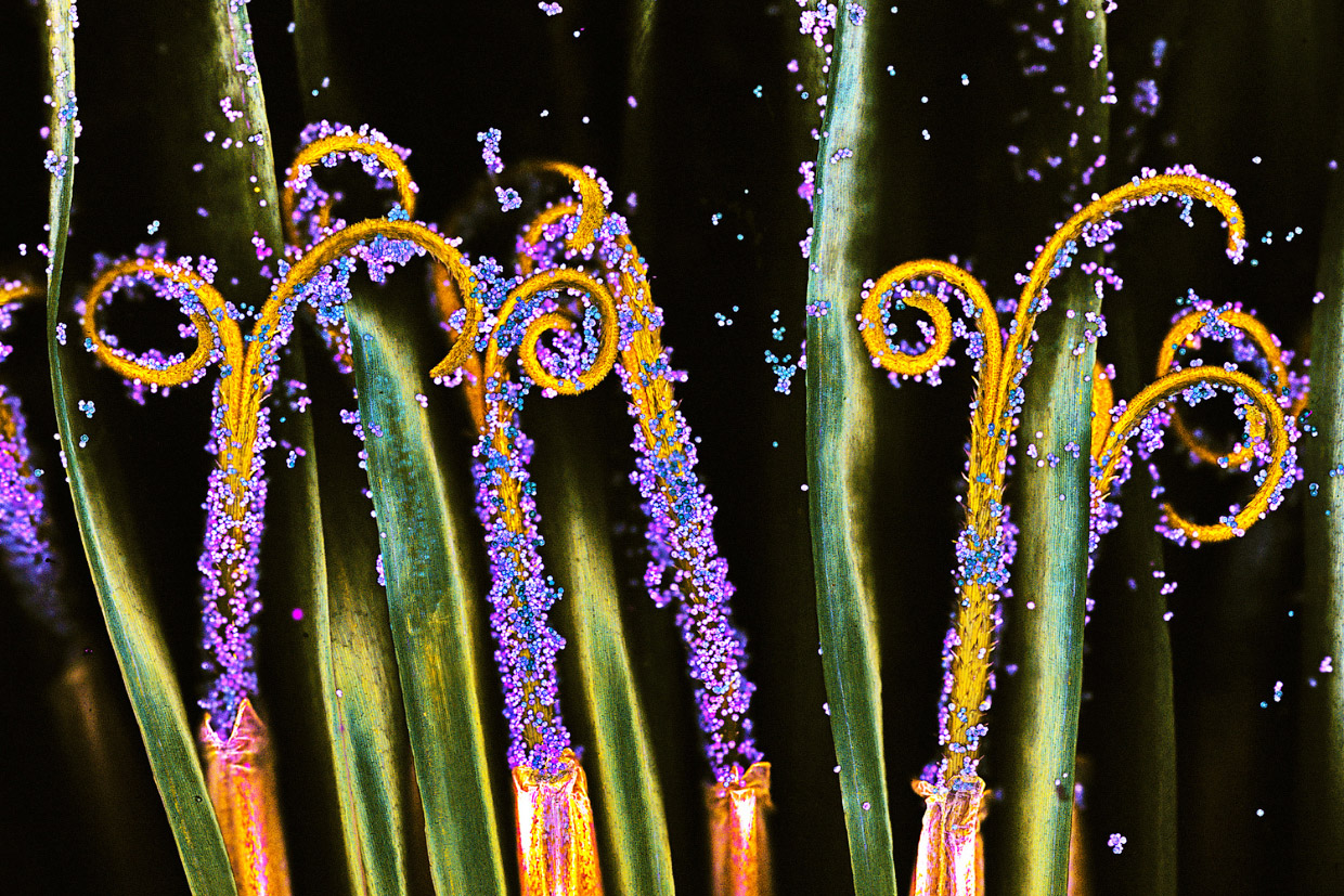 Победители конкурса микрофотографии Nikon Small World 2017 Победители конкурса микрофотографии Nikon Small World 2017