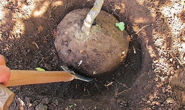 Подденьте его лопатой, отрезая идущие вглубь земли корни. Подденьте его лопатой, отрезая идущие вглубь земли корни.