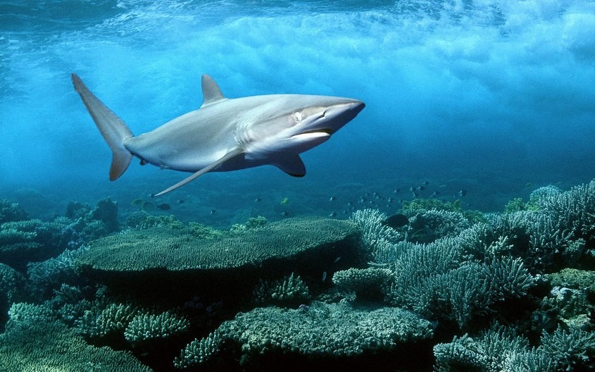redsea11 10    
