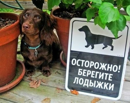 13 собак, чьи хозяева думали, что завели свирепых охранников. Но ошиблись
