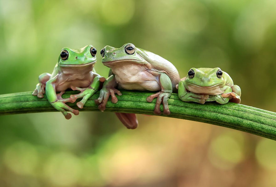 frog-photography-tantoyensen-14-5836fb7dc20b0__880