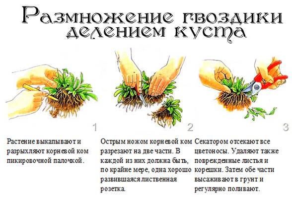 Размножение гвоздики делением куста Размножение гвоздики делением куста фото