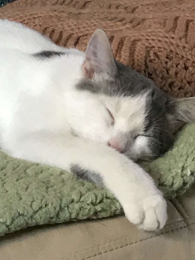 Кот лежит Котик спит
