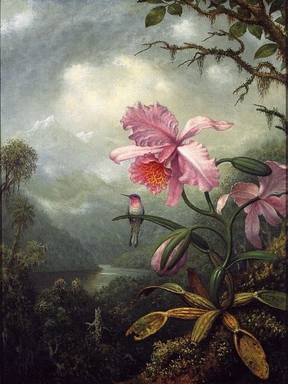 Цветы на картинах Martin Johnson Heade
