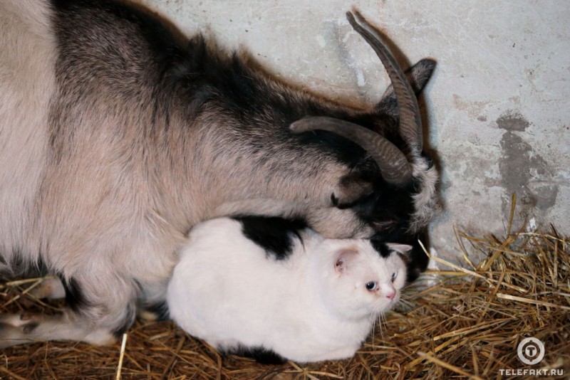 Вопреки законам природы: кот и коза образовали влюбленную пару