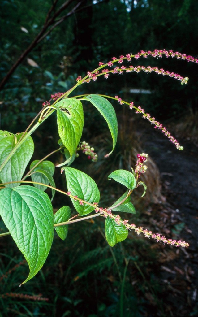   (Deeringia amaranthoides)    (Deeringia baccata)
