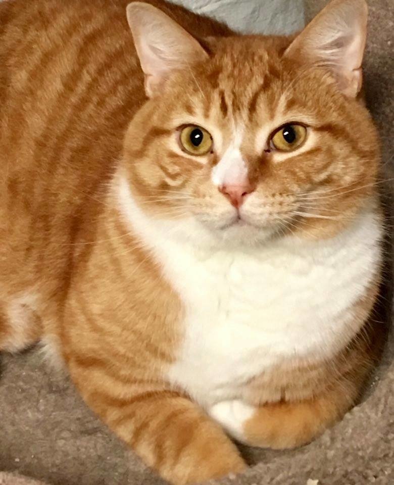 Кота сдали в приют из-за его любви сидеть на коленях хозяина, но ему нашли новую семью Кота сдали в приют из-за его любви сидеть на коленях хозяина, но ему нашли новую семью