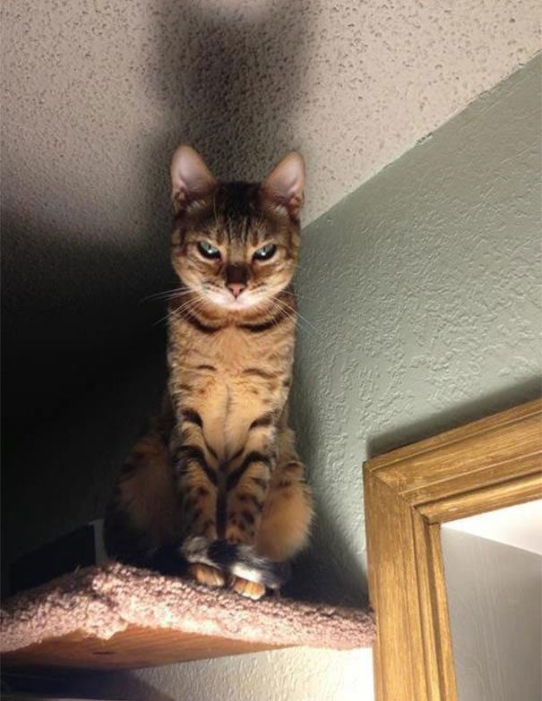 Коты - натуральные актёры Коты - натуральные актёры