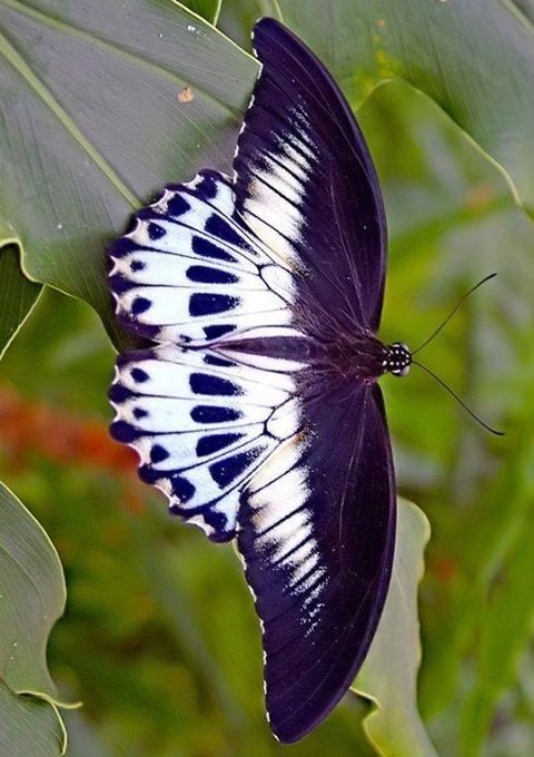 Куколка высокогорного аполлона (Parnassius charltonius anjuta) ускоряет свое развитие, если выпадает снег или ухудшается погода Куколка высокогорного аполлона (Parnassius charltonius anjuta) ускоряет свое развитие, если выпадает снег или ухудшается погода бабочки, интересное, красота, насекомые