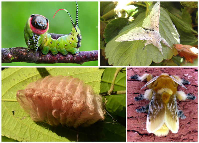 Cerura Vinula и Flannel Moth Cerura Vinula и Flannel Moth гусеницы, красота, насекомые, удивительное, фауна