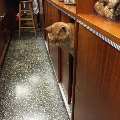 Рыжий кот Бобо, который работает в магазине (8 фото)