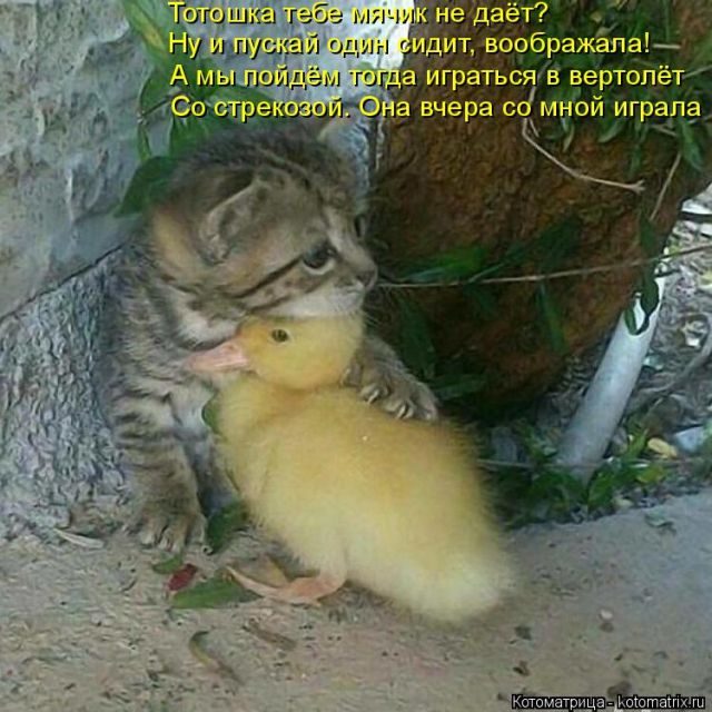 Котоматрицы для подзарядки позитивом))) Котоматрицы для подзарядки позитивом)))