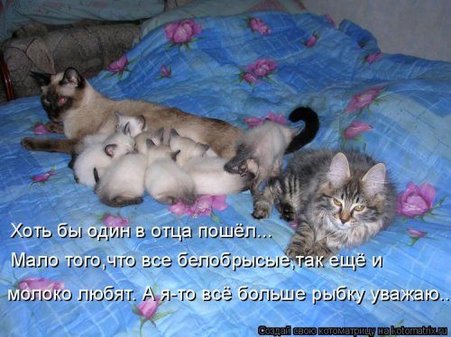 Самые уморительные котоматрицы) Самые уморительные котоматрицы)