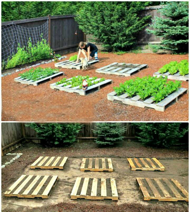 Аккуратные грядки для зелени. | Фото: Pinterest. Аккуратные грядки для зелени. | Фото: Pinterest.