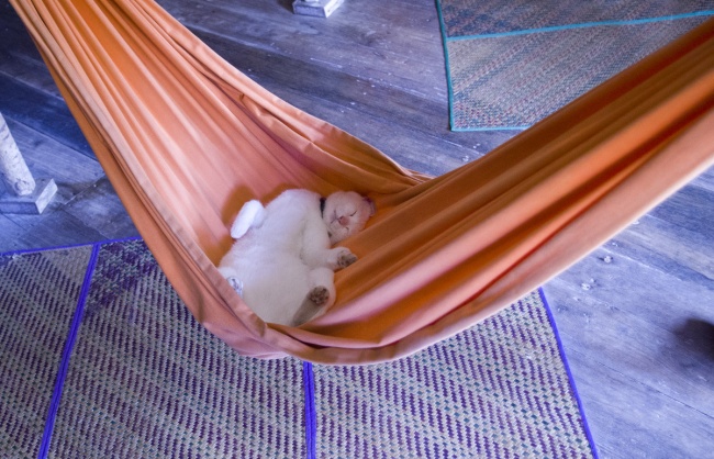 23 изобретательных кота, которые спят так, что вы залюбуетесь!