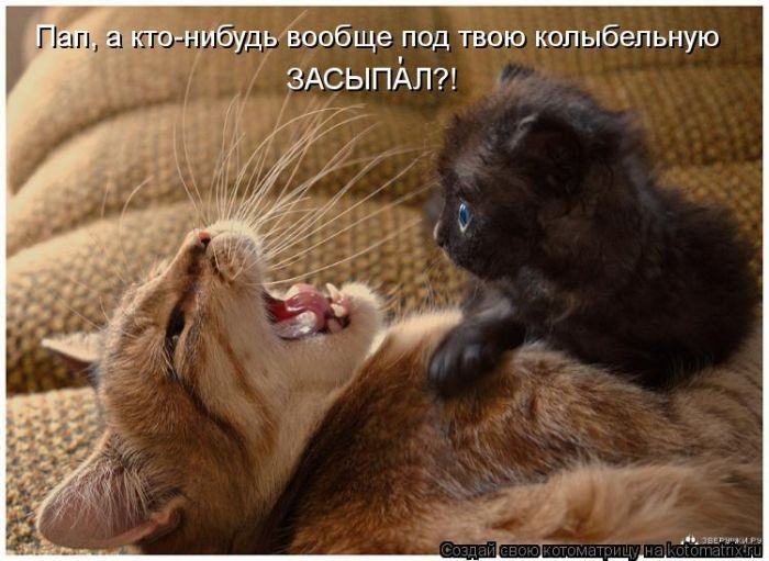 Без кота жизнь не та (50 фото ) Без кота жизнь не та (50 фото )