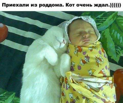 Котопост: кошки - очарование моё!