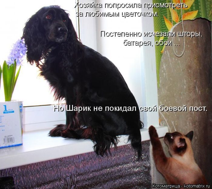 Самые весёлые котоматрицы)) Самые весёлые котоматрицы))