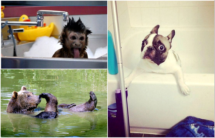 Забавные животные, которые принимают ванну, и им это явно нравится.