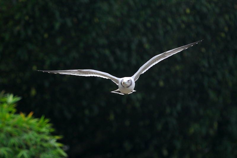 Великолепные моменты из мира животных (60 фото) Великолепные моменты из мира животных (60 фото)