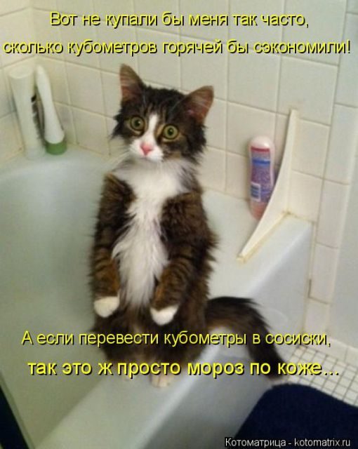 Котоматрицы для подзарядки позитивом))) Котоматрицы для подзарядки позитивом)))