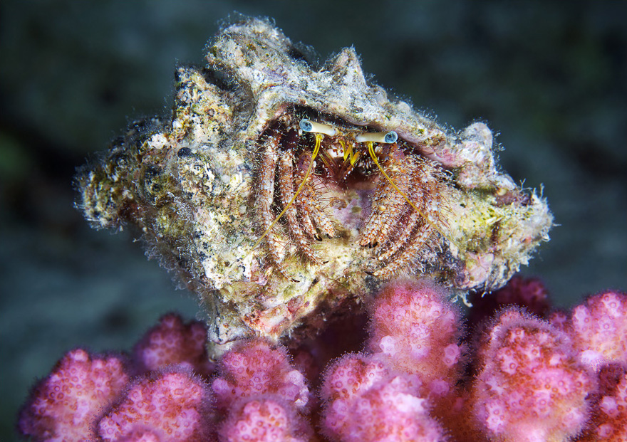 Подводный мир Красного моря Подводный мир Красного моря