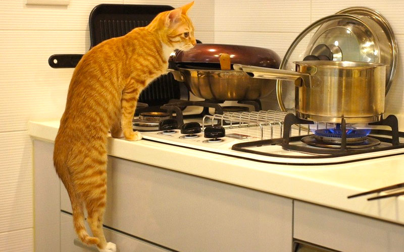 30 способов использования котов в хозяйстве kitties12 30 способов использования котов в хозяйстве