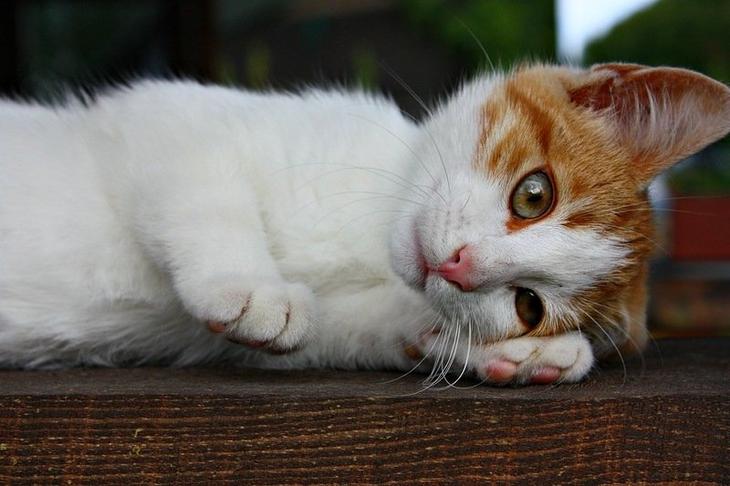 Кототерапия от Михалыча! Глупочки-покупочки Кототерапия от Михалыча! Глупочки-покупочки