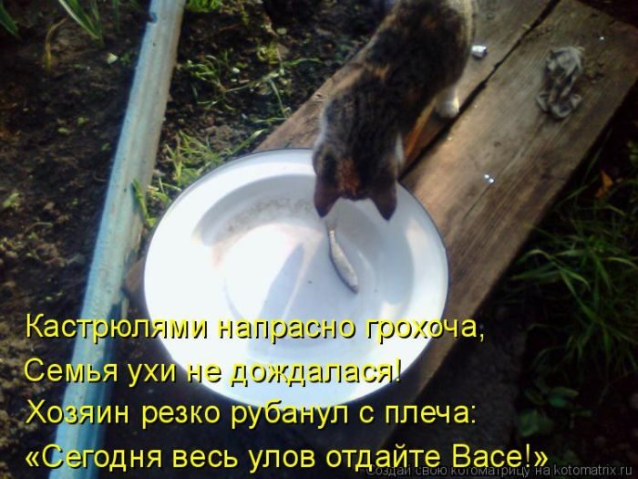 Самые весёлые котоматрицы)) Самые весёлые котоматрицы))