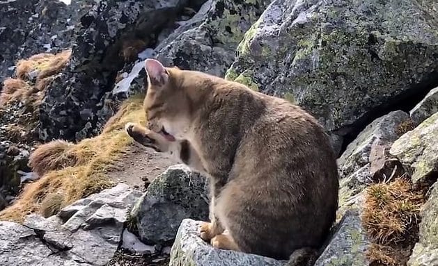 В горах сидела кошка кошка умывается