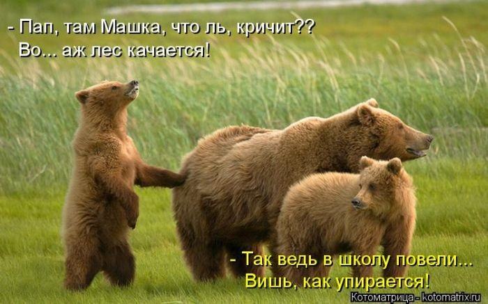Без кота жизнь не та (50 фото ) Без кота жизнь не та (50 фото )