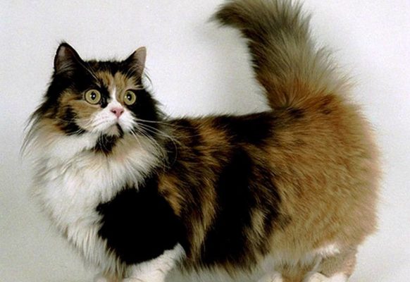 Самые модные кошки в мире