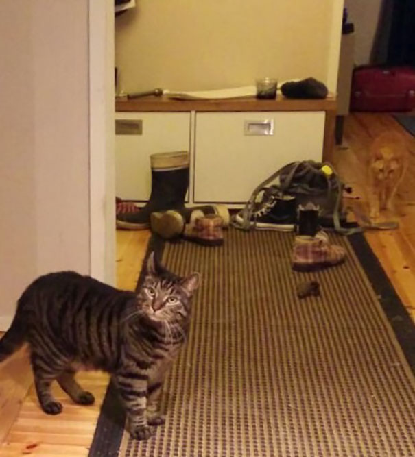 Коты — мастера камуфляжа Коты — мастера камуфляжа