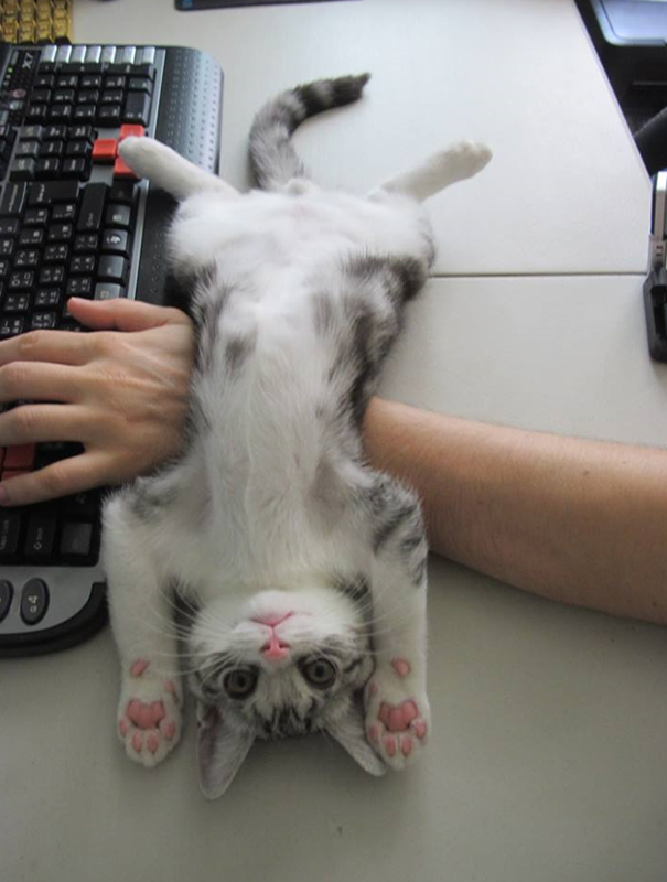 20 кошек, которые плевать хотели на твоё личное пространство 20 кошек, которые плевать хотели на твоё личное пространство