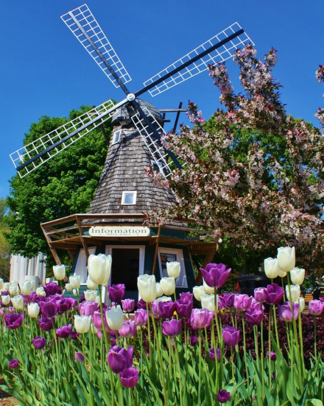 Деревянная мельница — это элемент голландского стиля, поэтому для завершения образа отличным дополнением станут тюльпаны высаженные вокруг нее