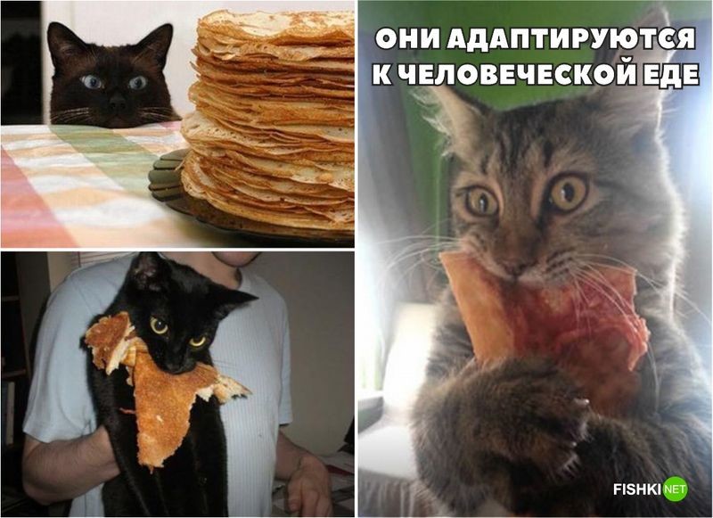 20 фотографий, доказывающих, что кошки медленно превращаются в людей 20 фотографий, доказывающих, что кошки медленно превращаются в людей кот, юмор