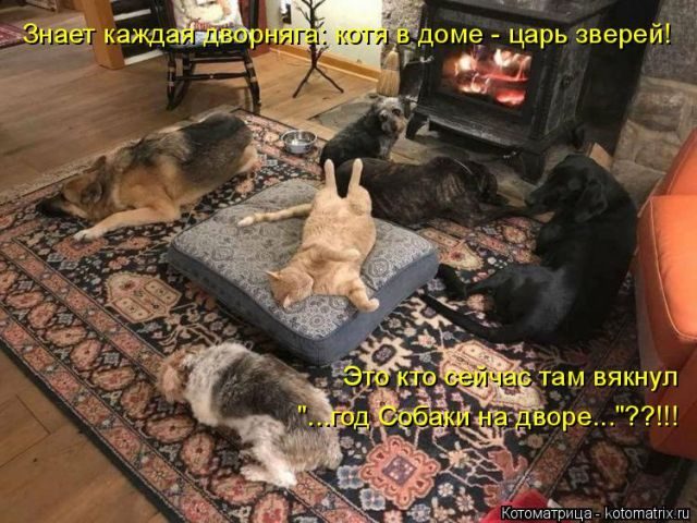 Котоматрицы для подзарядки позитивом))) Котоматрицы для подзарядки позитивом)))