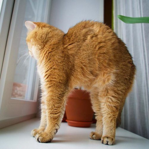 Котик Хосико, которого называют Котом в сапогах в реальной жизни Котик Хосико, которого называют Котом в сапогах в реальной жизни