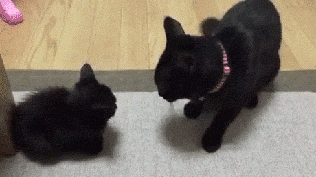 GIF-доказательство, что коты - чертовски весёлые ребята GIF коты юмор