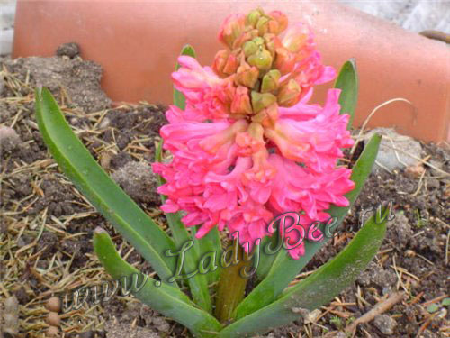 Гиацинт розовый Pink Peal Гиацинт розовый Pink Peal