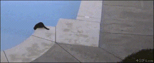 GIF-доказательство, что коты - чертовски весёлые ребята GIF коты юмор