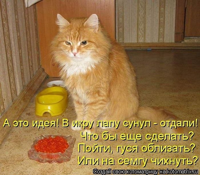 Байки про котов 14
